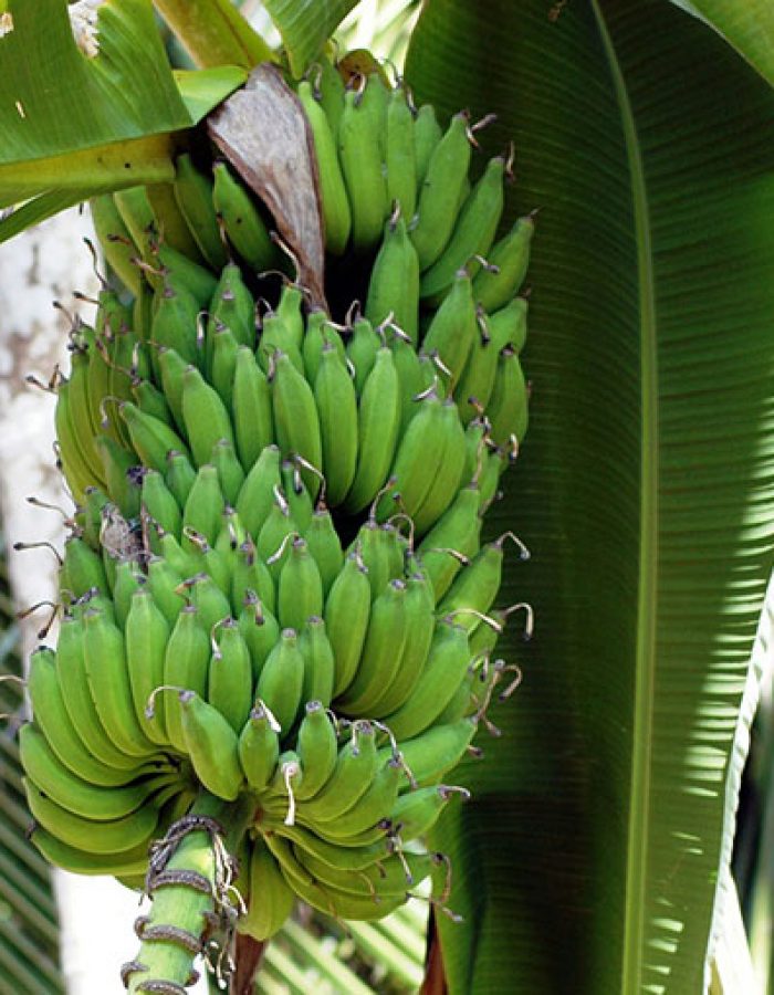 Plátano Macho